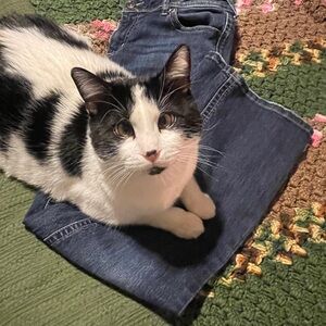 Maurices Dark Blue Straight Leg Jeans (SHORT length)